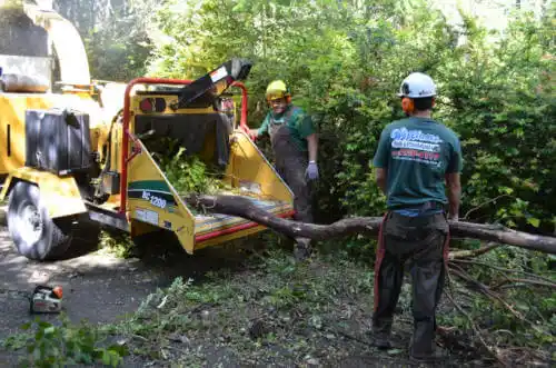 tree services Destin